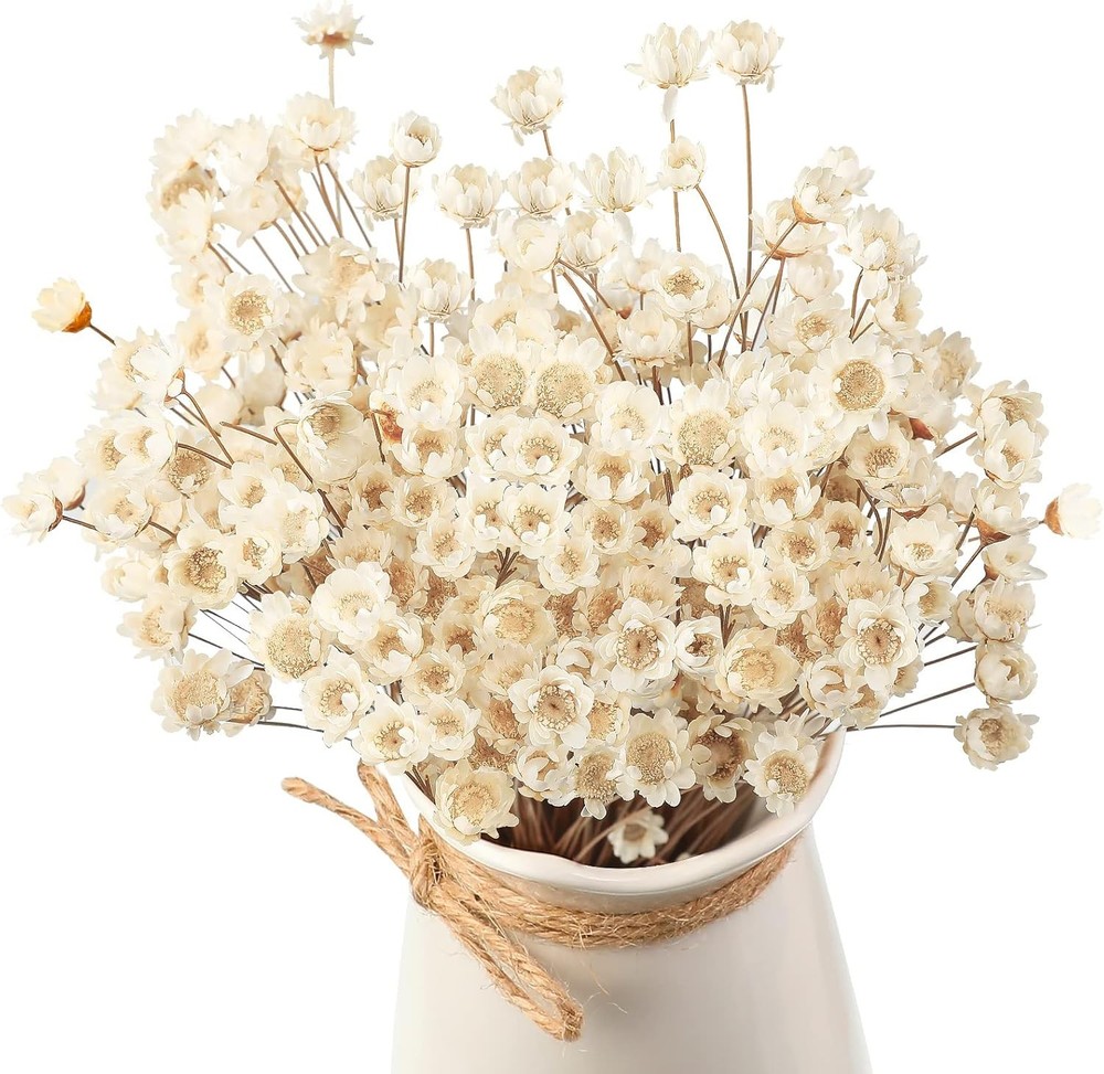 200 Pcs Natural Dry Flowers White Mini Dried Star Daisy Floral