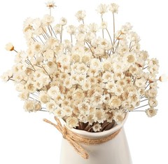 200 Pcs Natural Dry Flowers White Mini Dried Star Daisy Floral