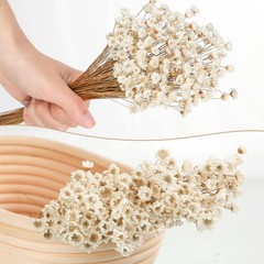 200 Pcs Natural Dry Flowers White Mini Dried Star Daisy Floral