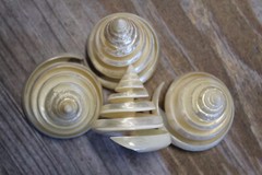 TECTUS PYRAMIS, Spiral Cut Seashells, White Wedding Seashells, Keepsakes CS-84