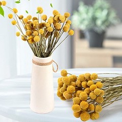 Toot 30Pcs Natural Craspedia Dried Flowers Yellow Billy Buttons Balls