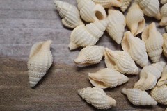 NASSARIUS RECTICULATA, White Wedding Supply, Coastal Wedding, Seashells, SS-500