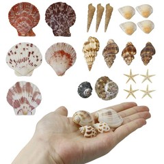 Mixed Sea Shells, 100+ Pcs Beach Seashells Starfish, Various Sizes Ocean Seas…