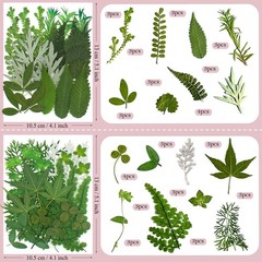 100 Pcs Dried Pred Flowers Leaves for Resin s, Real Natural Bulk