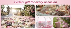 300 PCS Real Pink White Rose Flower Petals Confetti for Wedding Flower