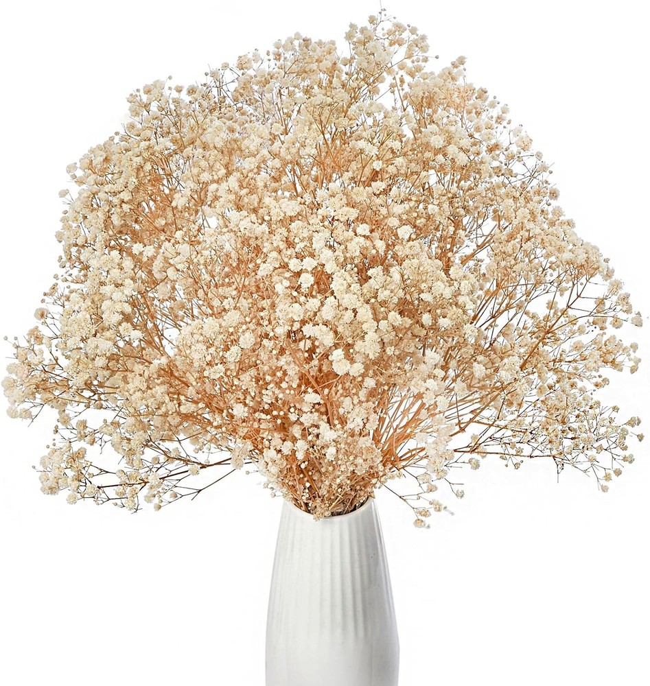 Dried Baby’s Breath Flowers Ivory White, 17inch Dried Natural Flowers