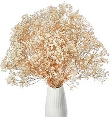 Dried Baby’s Breath Flowers Ivory White, 17inch Dried Natural Flowers