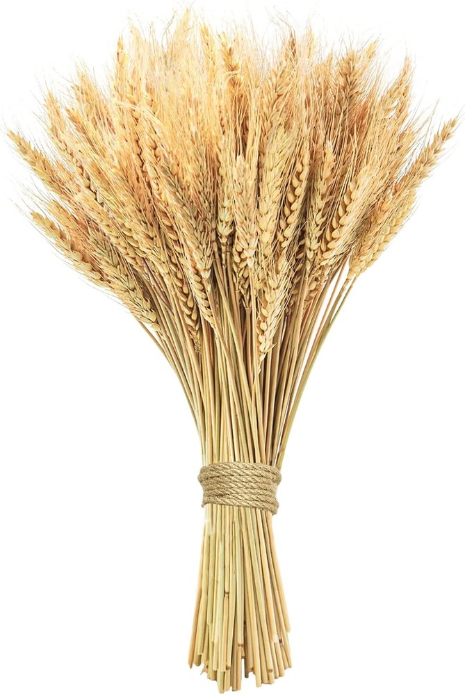 17.7 inches Dried Wheat Stalks, 100 Stems Dried Flowers Natural Wheat
