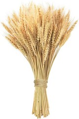 17.7 inches Dried Wheat Stalks, 100 Stems Dried Flowers Natural Wheat
