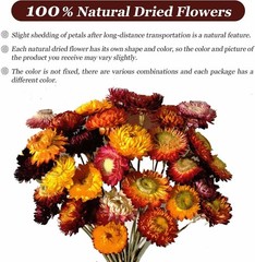 Dried Flowers Bouquet Natural Daisy – 40 PCS Multicolor Daisies Dried