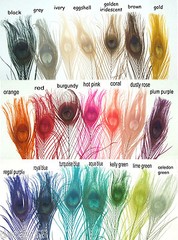 25 Peacock Feathers w/ Eyes 30-35″ L Bleached & dyed Your choice of 21 colors