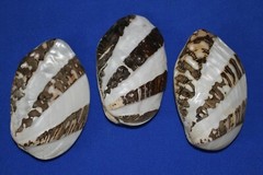 FROG CLAM, Large,semi, Pearl White Clamshell Pairs,beach decor,gifts SS-57