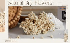 200 Pcs Natural Dry Flowers White Mini Dried Star Daisy Floral