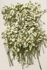 100 pcs White Baby’s Breath Real Natural Dried Pred Flowers for Resin