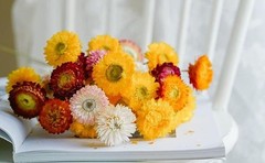 20 PCS Natural Dried Daisy Flowers Bouquet – Multicolor Dried Daisy