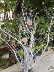 6 wooden tags from greek olive branch or other – wedding decoration -wood slice
