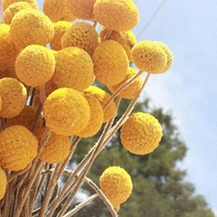 Toot 30Pcs Natural Craspedia Dried Flowers Yellow Billy Buttons Balls